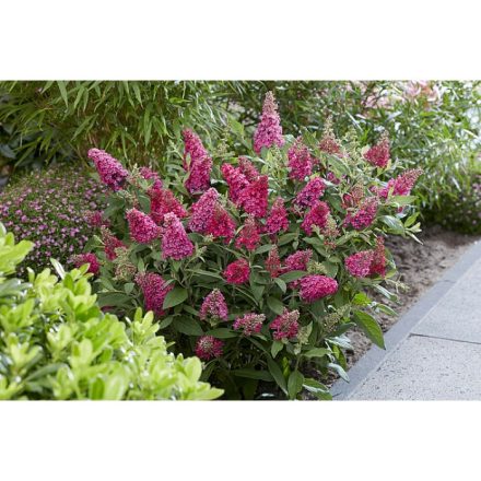 Buddleja davidii 'Butterfly Candy Little Ruby' -Törpe rubinvörös nyáriorgona