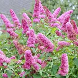   Buddleja davidii 'Tiny Buddy Hot Pink'-Törpe forrórózsaszín nyáriorgona