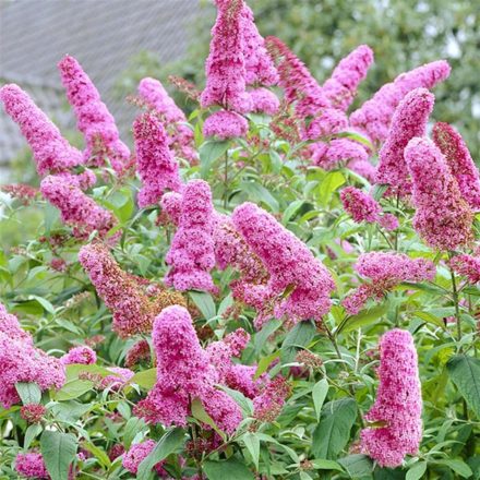 Buddleja davidii 'Tiny Buddy Hot Pink'-Törpe forrórózsaszín nyáriorgona