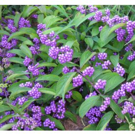   Callicarpa bodinieri 'Imperial Pearl'-Kínai lilabogyó