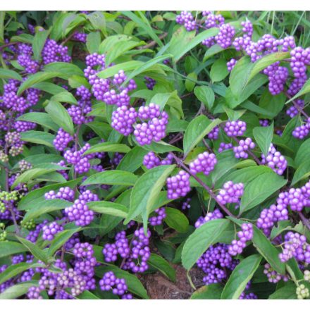 Callicarpa bodinieri 'Imperial Pearl'-Kínai lilabogyó