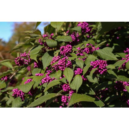 Callicarpa bodinieri 'Profusion' -Kínai lilabogyó