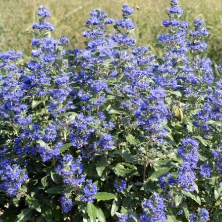 Caryopteris clandonensis 'Inoveris'-Angol kékszakáll