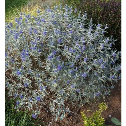 Caryopteris clandonensis 'Sterling Silverc'-Ezüstlevelű angol kékszakáll