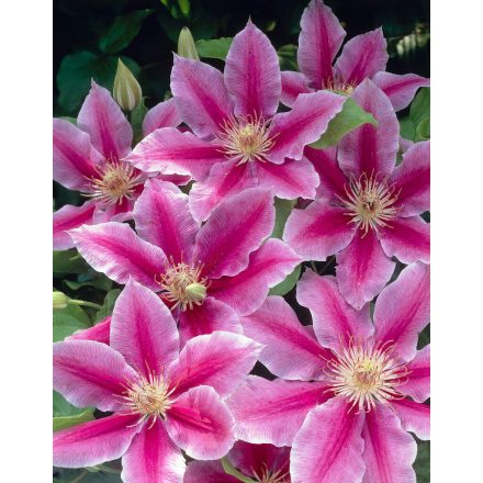 Clematis 'Dr Ruppel'-Iszalag