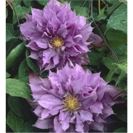 Clematis 'Vyvyan Pennell'-Iszalag