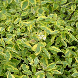   Cornus alba 'Gouchaultii' -Tarka levelű fehér som