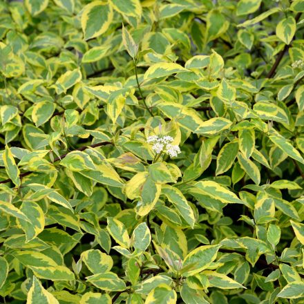 Cornus alba 'Gouchaultii' -Tarka levelű fehér som