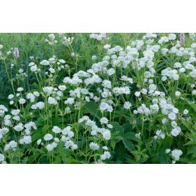 Astrantia major 'Alba'-Völgycsillag