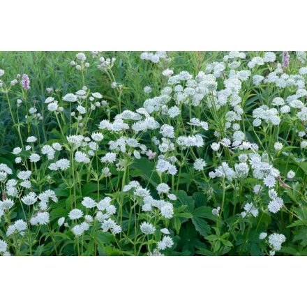 Astrantia major 'Alba'-Völgycsillag