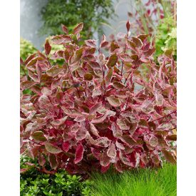 Cornus alba 'Miracle'-Tarka levelű fehér som