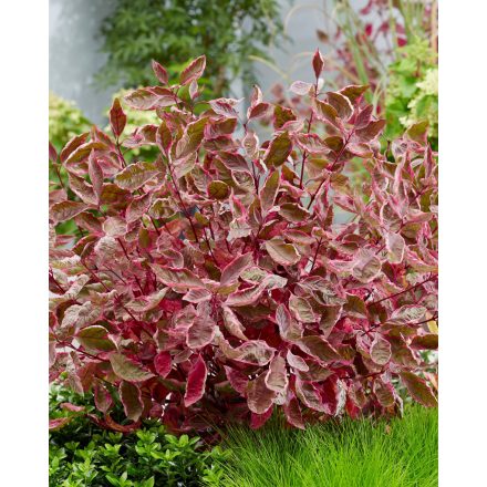 Cornus alba 'Miracle'-Tarka levelű fehér som