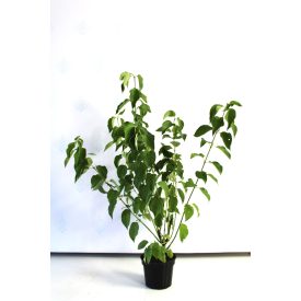   Cornus stolonifera 'Flaviramea' -Sárgavesszős som