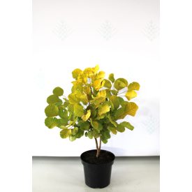   Cotinus coggygria 'Golden Spirit'-Sárga levelű cserszömörce