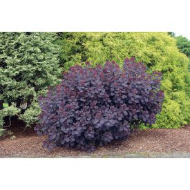   Cotinus coggygria 'Royal Purple'-Lila cserszömörce