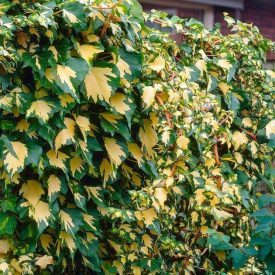Hedera helix 'Goldheart'-Közönséges borostyán