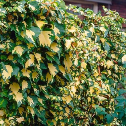 Hedera helix 'Goldheart'-Közönséges borostyán
