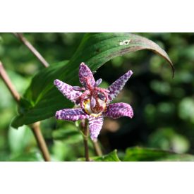 Tricyrtis 'Dark form'-Borzas Púpliliom