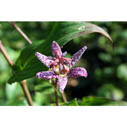 Tricyrtis 'Dark form'-Borzas Púpliliom