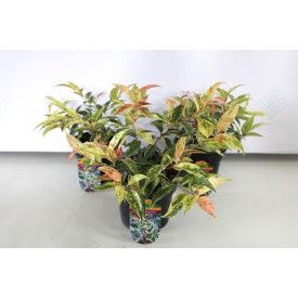 Leucothoe fontanesiana 'Rainbow' -Fürtöshanga
