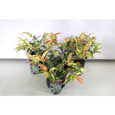 Leucothoe fontanesiana 'Rainbow' -Fürtöshanga
