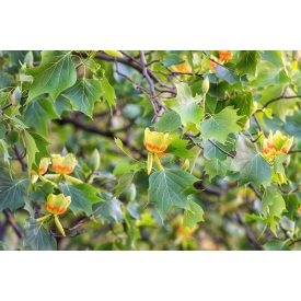 Liriodendron tulipifera-Amerikai tulipánfa