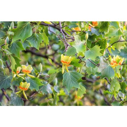 Liriodendron tulipifera-Amerikai tulipánfa