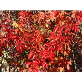Parthenocissus quinquefolia var. Murorum-Tapadó vadszőlő