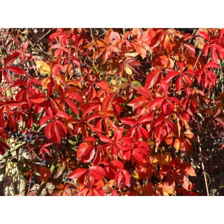 Parthenocissus quinquefolia var. Murorum-Tapadó vadszőlő