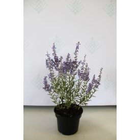   Perovskia atriplicifolia 'Lacey Blue'-Sudárzsálya