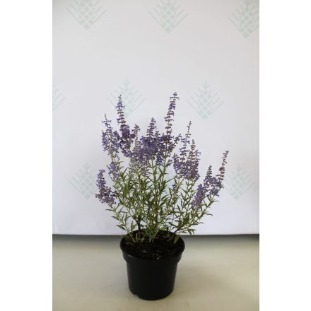 Perovskia atriplicifolia 'Lacey Blue'-Sudárzsálya