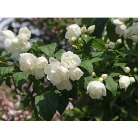 Philadelphus 'Little White White'-Törpe jezsámen