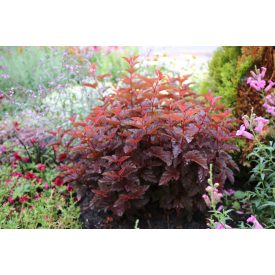   Physocarpus opulifolius 'Little Angel'-Hólyagvessző