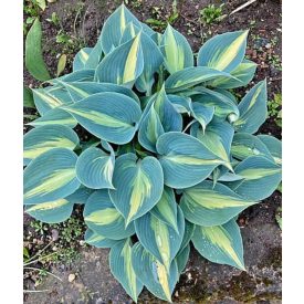 Hosta 'Catarina'-Árnyékliliom