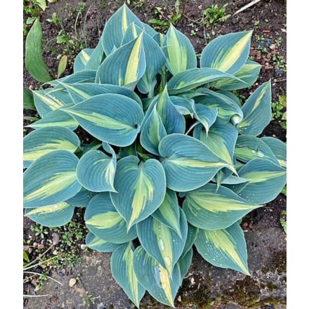 Hosta 'Catarina'-Árnyékliliom