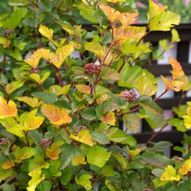   Physocarpus opulifolius 'Magic Ball'-Hólyagvessző