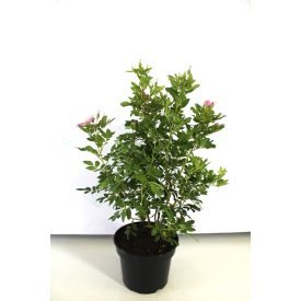 Rosa rugosa 'Jam-a-licious' -Japán rózsa