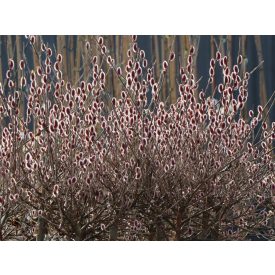   Salix gracilistyla 'Mount Aso'-Rózsaszín barkafűz