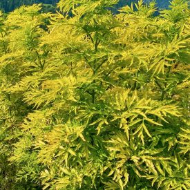  Sambucus nigra 'Golden Tower' -Oszlopos aranylevelű bodza