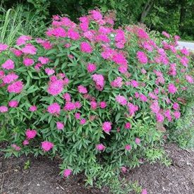   Spiraea japonica 'Anthony Waterer'-Japán gyöngyvessző