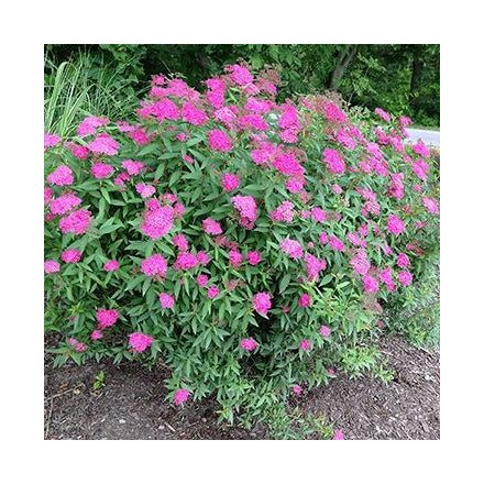 Spiraea japonica 'Anthony Waterer'-Japán gyöngyvessző