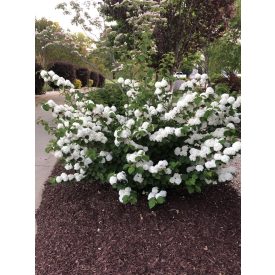   Viburnum plicatum 'Opening Day'® FE®    -Redőslevelű bangita