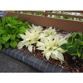 Hosta 'White feather'-Árnyékliliom
