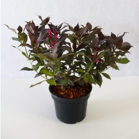 Weigela florida 'Minor Black'-Rózsalonc