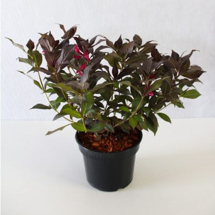 Weigela florida 'Minor Black'-Rózsalonc