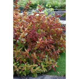Weigela florida 'Wings of Fire'-Rózsalonc