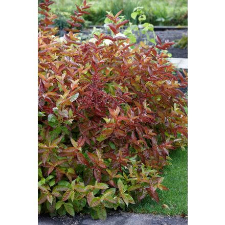 Weigela florida 'Wings of Fire'-Rózsalonc