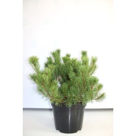 Pinus mugo var. mughus -Havasi törpefenyő