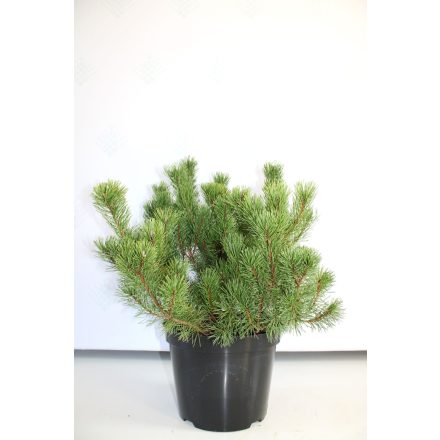 Pinus mugo var. mughus -Havasi törpefenyő