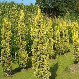   Taxus baccata 'Fastigiata Aurea'-Sárga oszlopos tiszafa